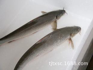 廠家批發 銀鱈魚 大鱗鲃 鮮活水產品 活魚 銀鱈 活魚養殖