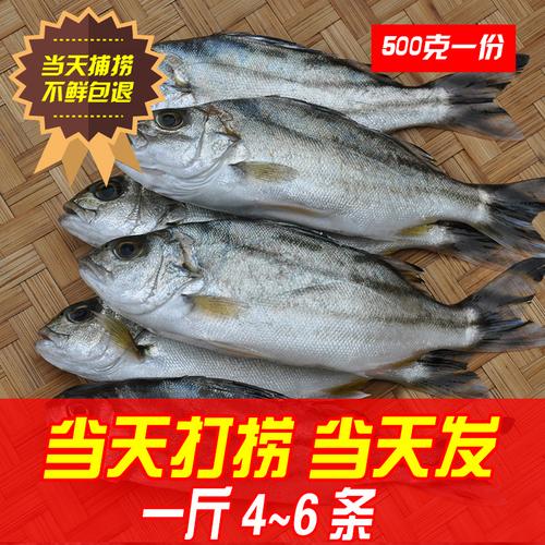 當媽 潮汕海鮮 好魚月子海魚 新鮮斑豬魚 三線魚 三劃魚 鮮活水產_7折