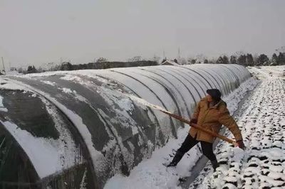 急!農(nóng)業(yè)部部署大風(fēng)降溫雨雪冰凍天氣防范應(yīng)對工作